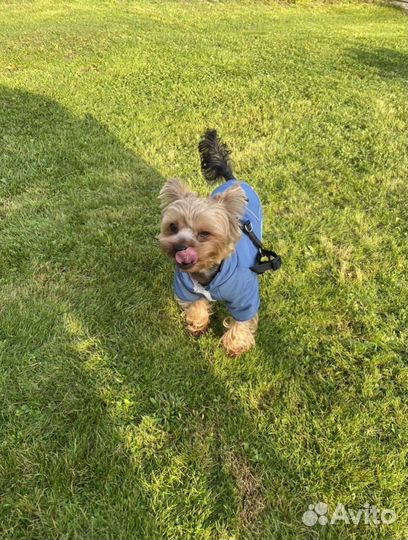 Йоркширский терьер вязка мальчик