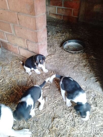 Эстонская гончая щенки