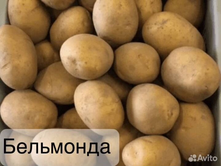 Семенной картофель