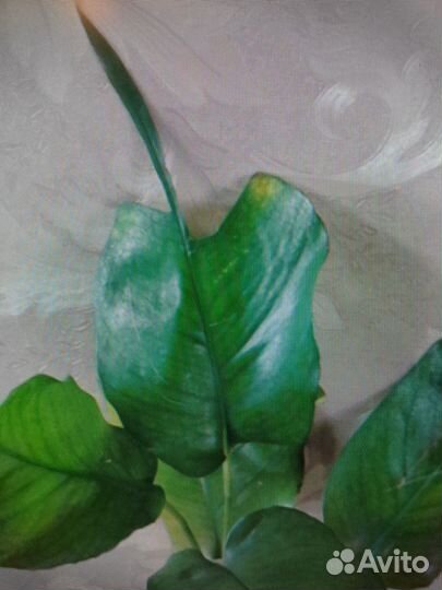 Эпипремнумы (сциндапсусы)