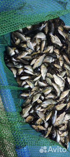 Малек карпа