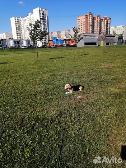 Щенок бигль мальчик
