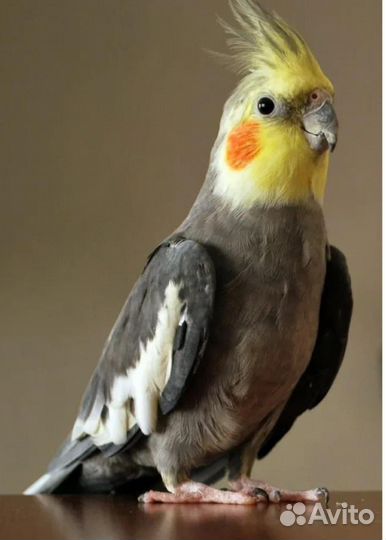 Попугай корелла