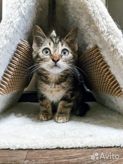 Что-то невероятно умилительно полосатое ищет дом)