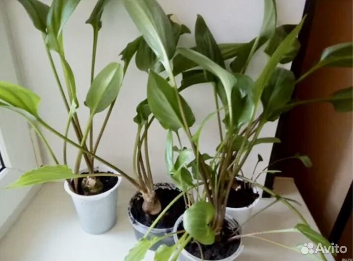 Дримиопсис