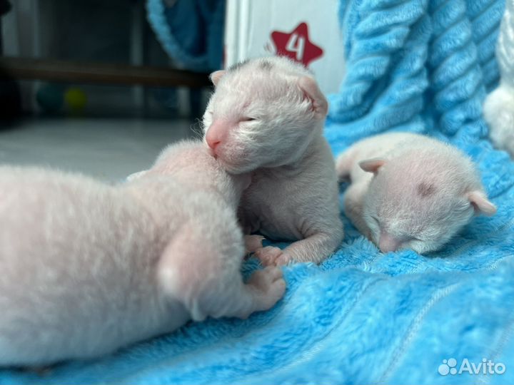 Корниш-рекс