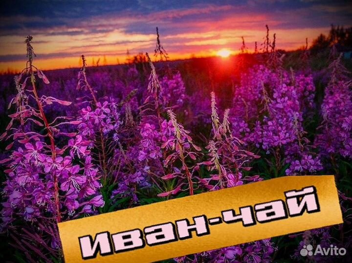 Иван-чай свежий сезона 2023, кипрей, зож, один кг