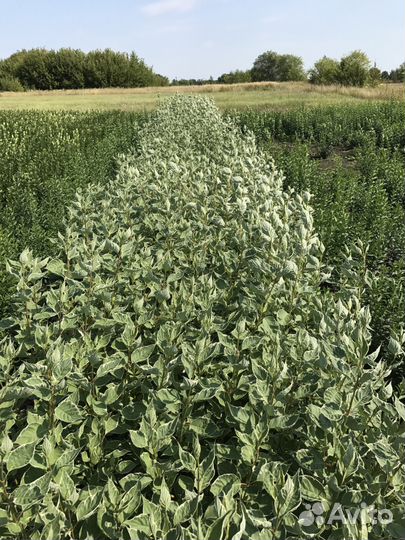 Кизильник, декоративные кустарники