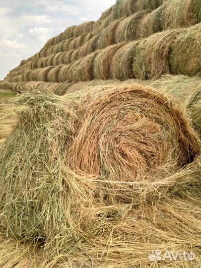 Сено (смесь трав)