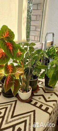 Спатифиллум,колеус,кактус,пилея