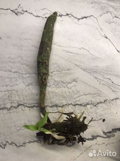 Орхидея Chysis bractescens