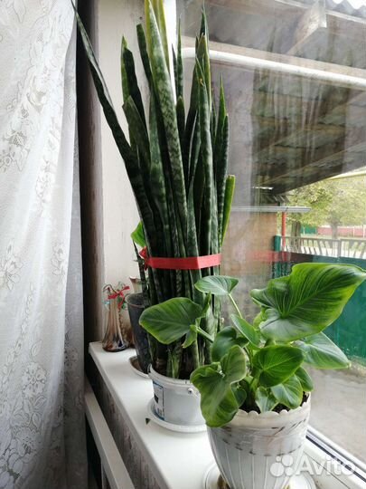 Цветы Денежные, тещин язык