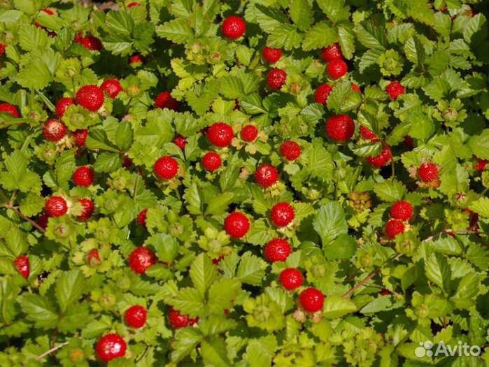 Цветы многолетние и почвопокровные