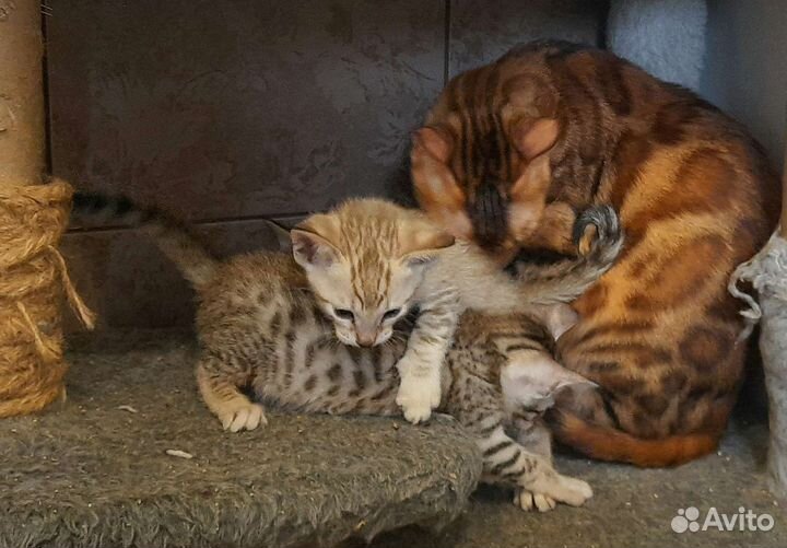 Серенгети бенгальские дети