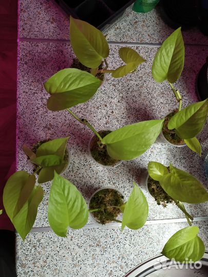 Сциндапсусы разные сорта