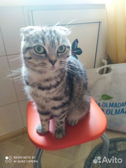 Шотландская вислоухая