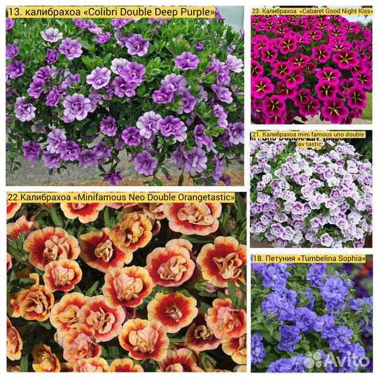 Вегетативная Петуния, Калибрахоа