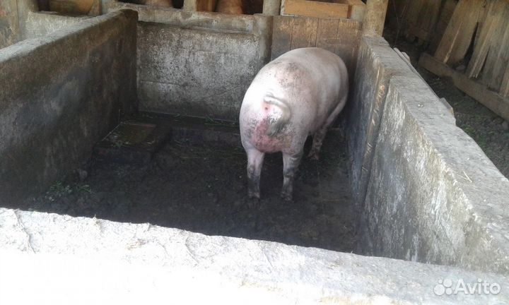 Поросята Хряк 11 месяцев