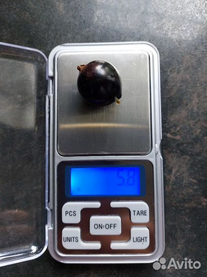 Саженцы черной смородины сорт Блэк Меджик Карбон