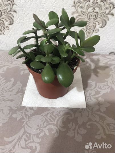 Комнатные растения