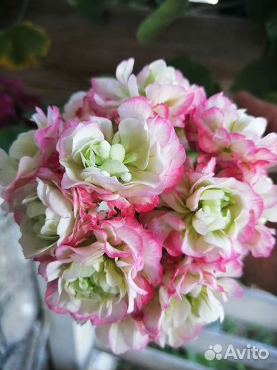 Пеларгония герань