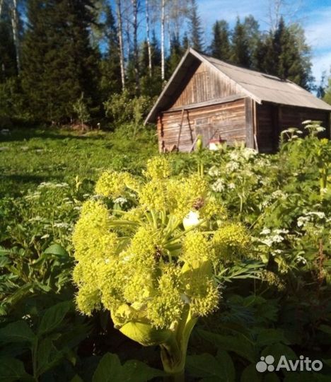 Экслюзивный дорогой мёд - дягелевый
