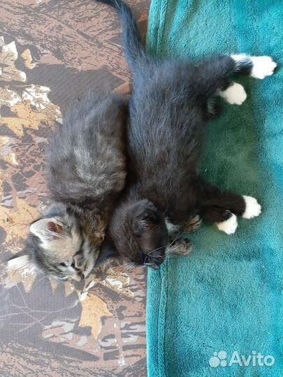 Котятки бесплатно