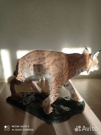 Чучело рыси (имитация)