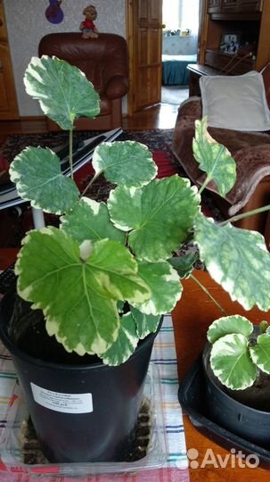 Продам мраморное дерево