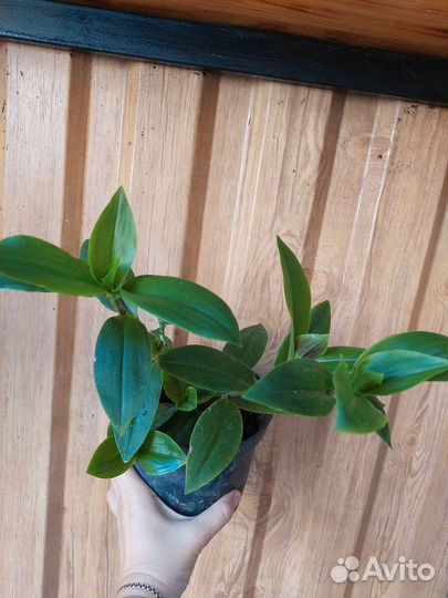 Традесканция