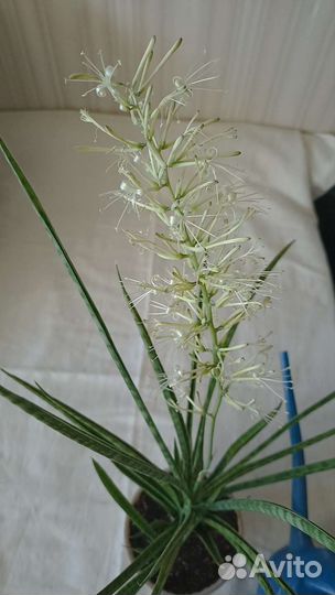 Сансевиерия парва