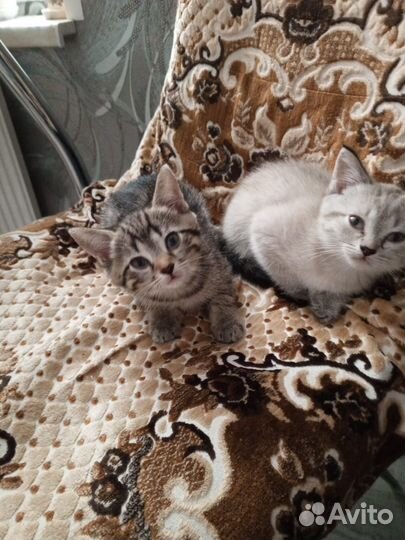 Бесплатно шотландские котята