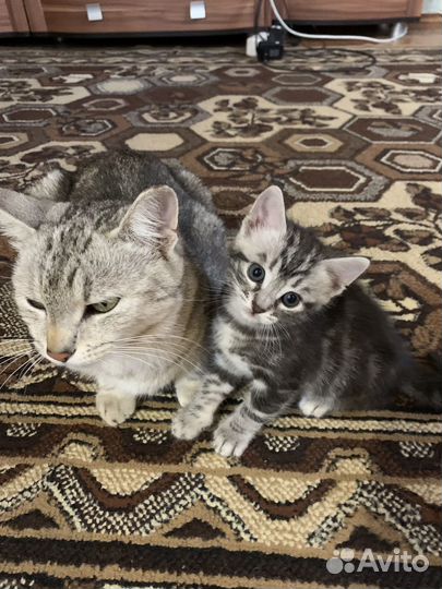 Котенок мальчик