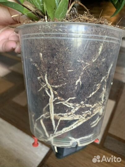 Орхидея онцидиум