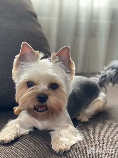 Вязка Йоркширский терьер blue&Tan