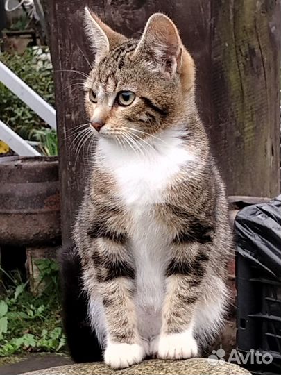 Помогите пристроить котят