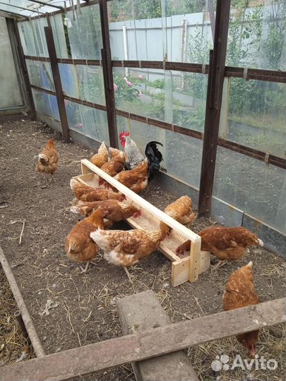 Куры молодки несушки
