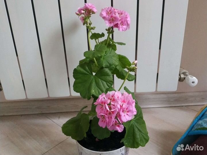 Пеларгония герань сортовая