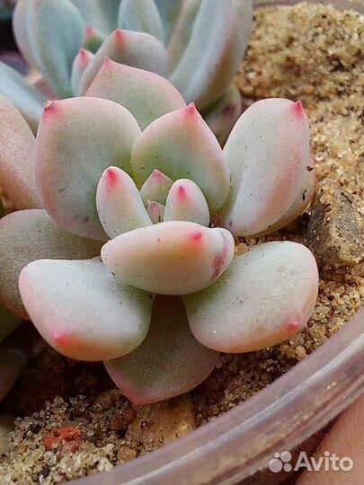 Echeveria