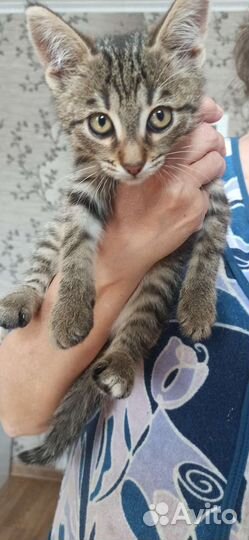 Кошка в дар