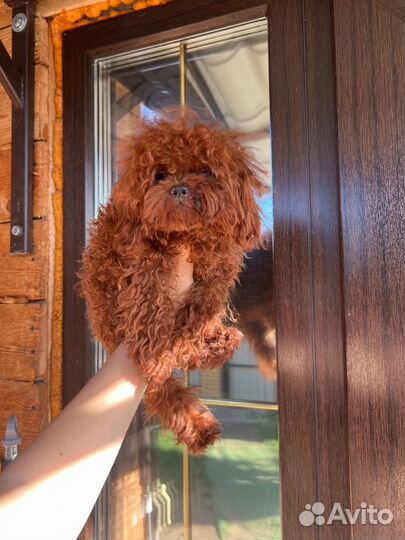 Тедди пудель микро импорт Китай ред малина