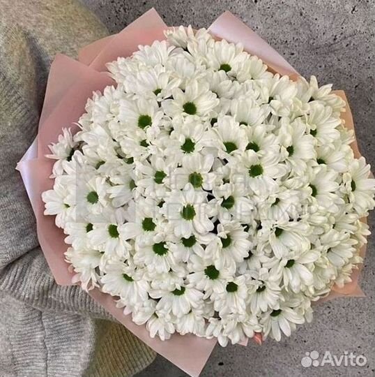 Хризантема