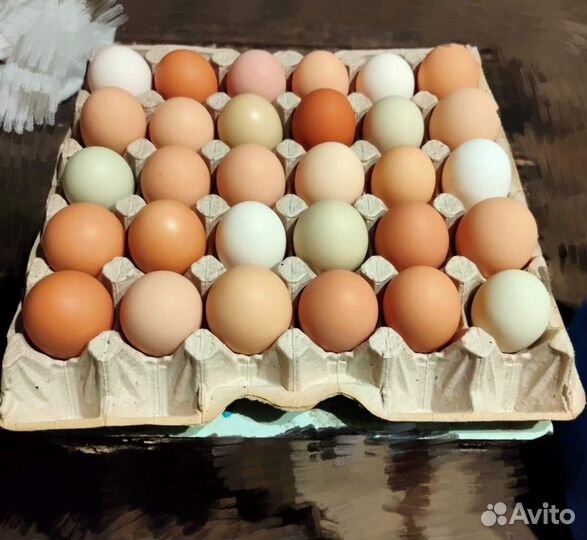 Инкубационное яйцо