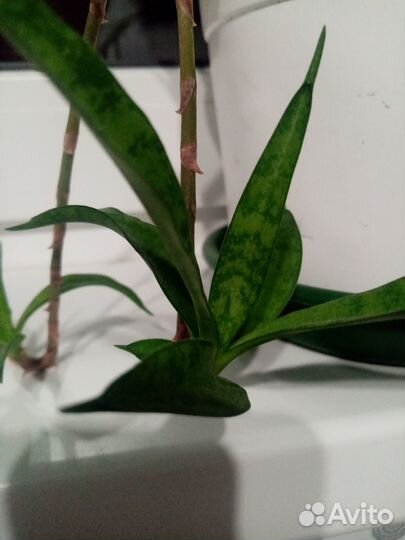 Комнатный цветок Сансевиерия Парва Ланцет