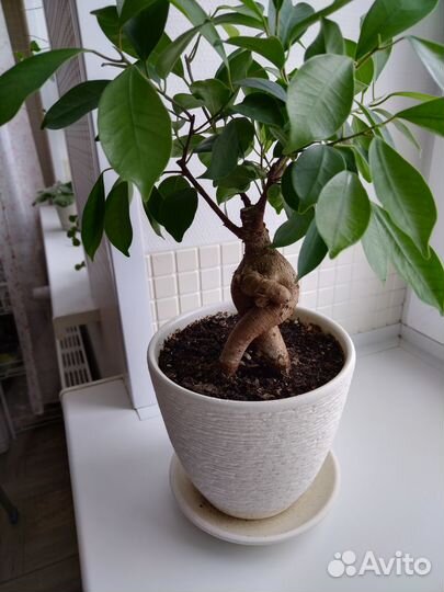 Фикус Даниэль, Микрокарпа