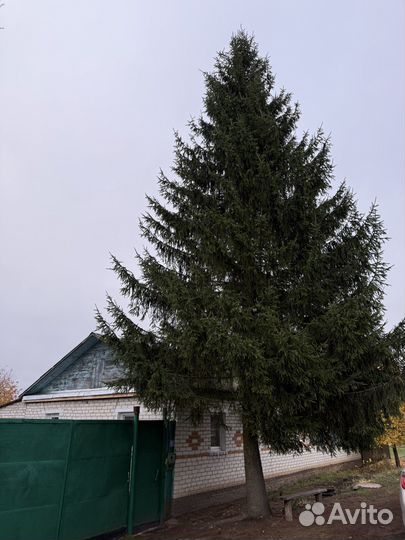 Ель живая