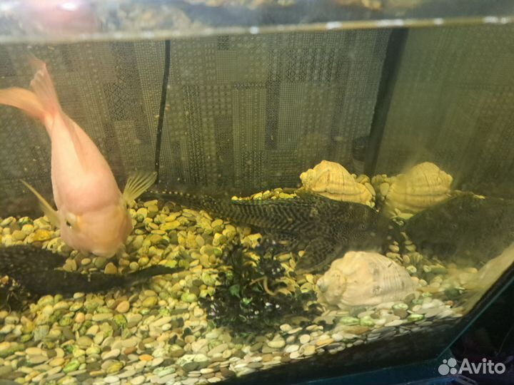 Аквариумные рыбки