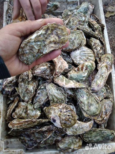 Черноморские продукты мидии устрицы от 50 р