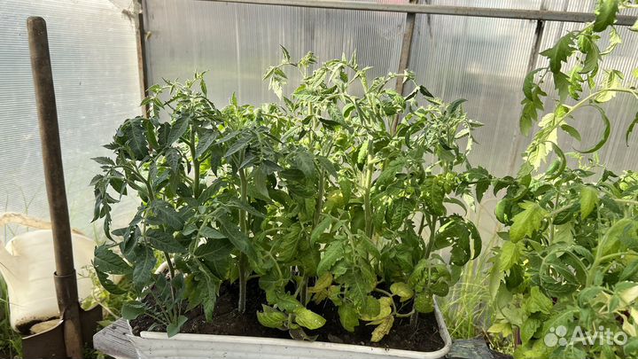 Рассада помидор