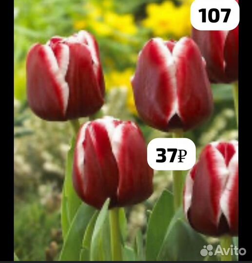 Луковицы тюльпанов сортовых